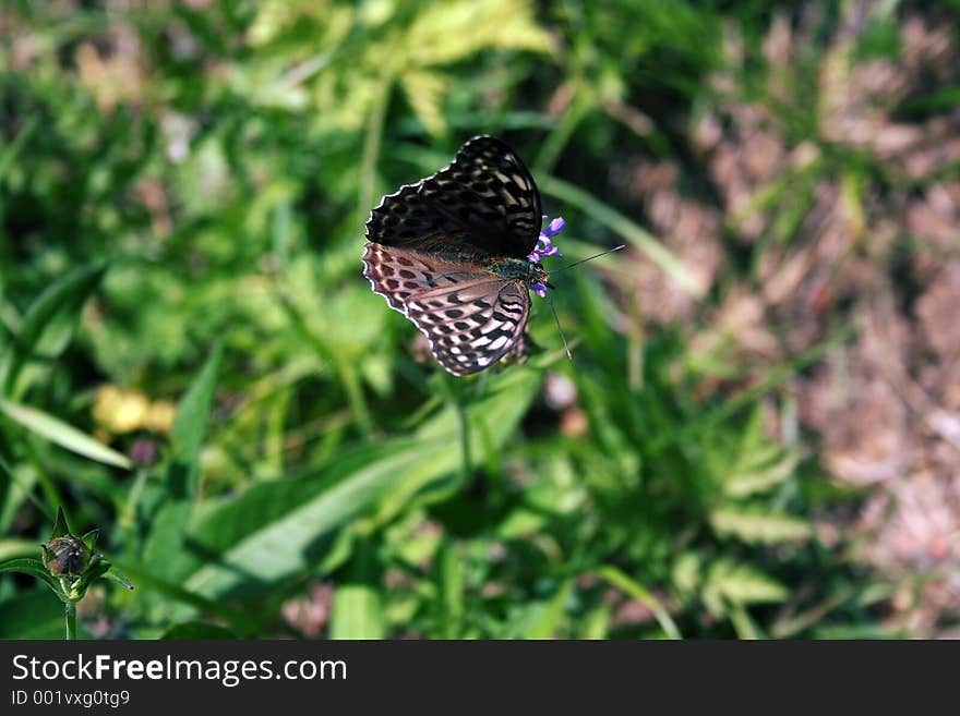 Butterfly seeking nectar