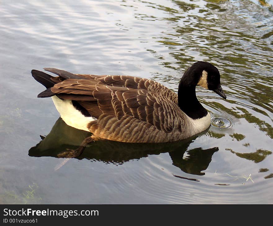 Goose on water