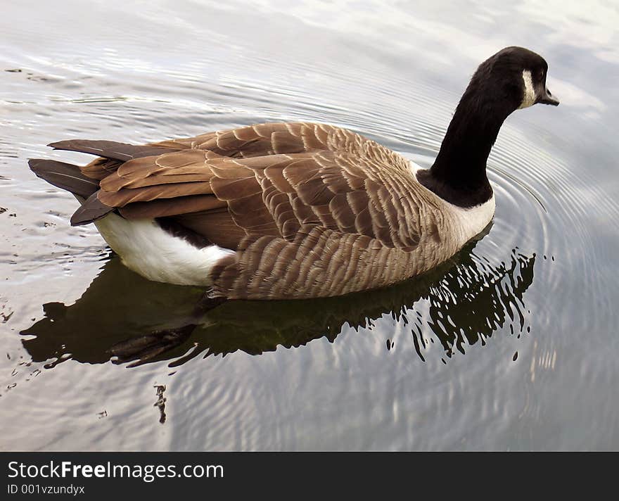 Goose on water