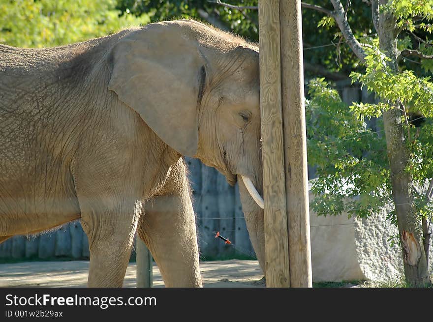 Elephant on post