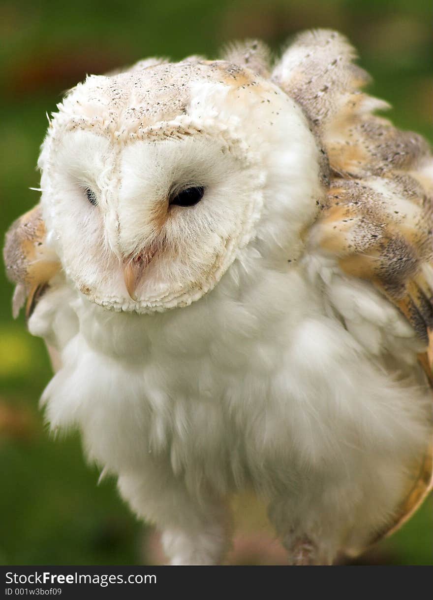 Barn owl shot in lincolnshire countryside