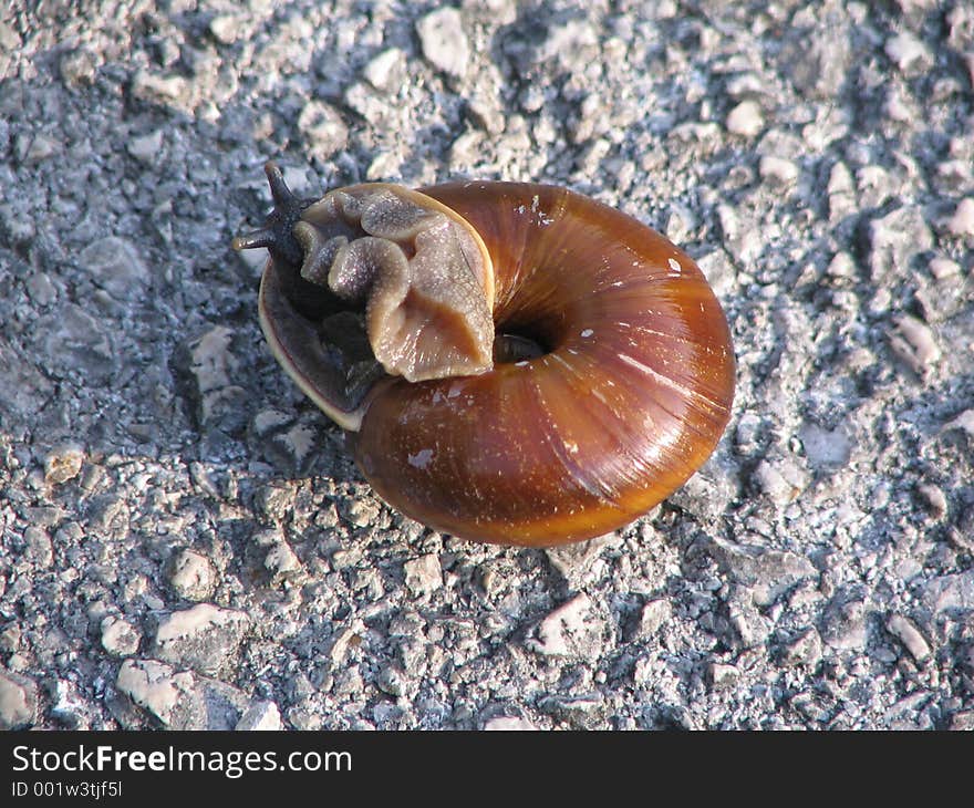 Beautiful Snail On The Road