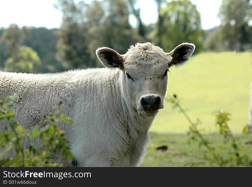 Young and curious calf wondering what I'm up to. Young and curious calf wondering what I'm up to.