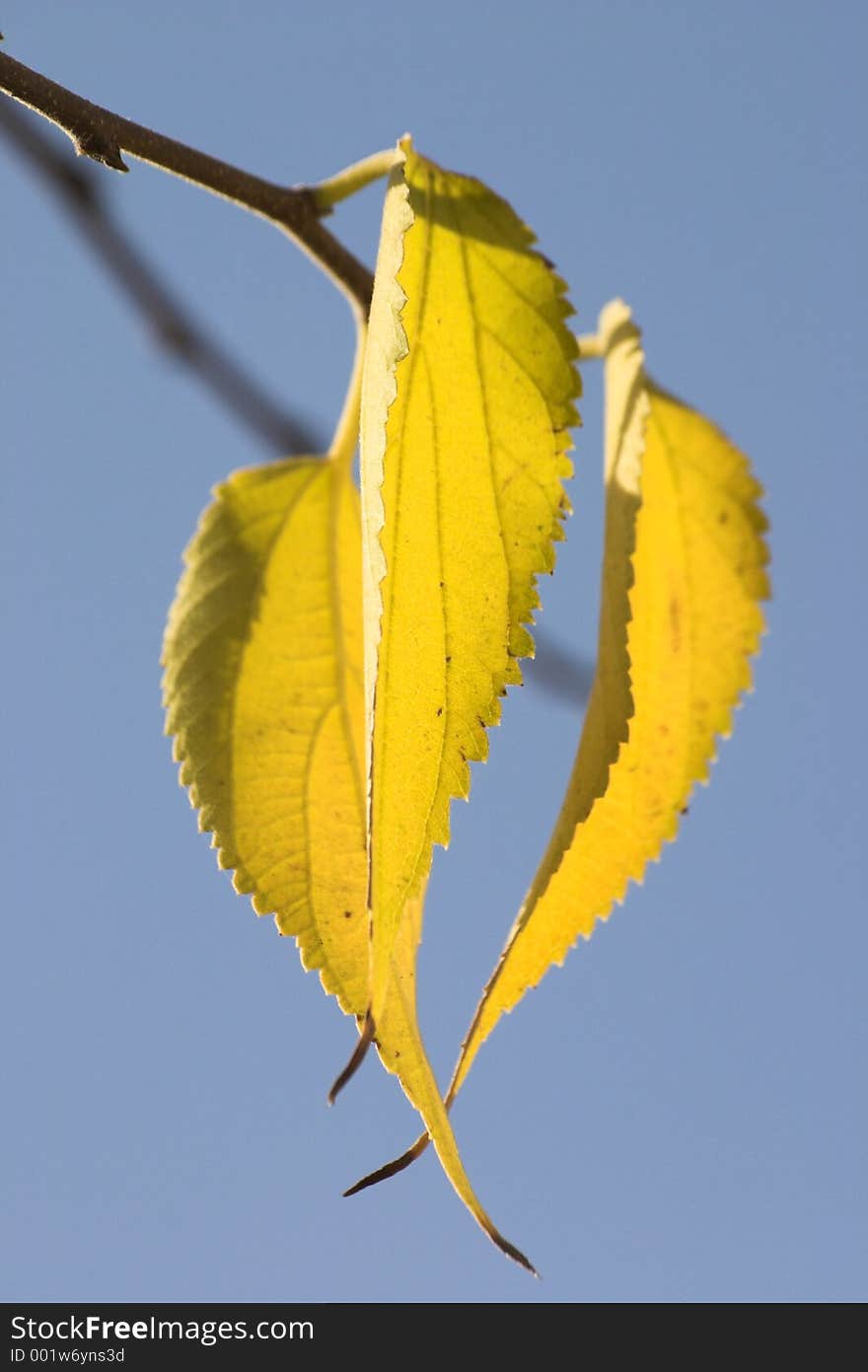 Three Leafs