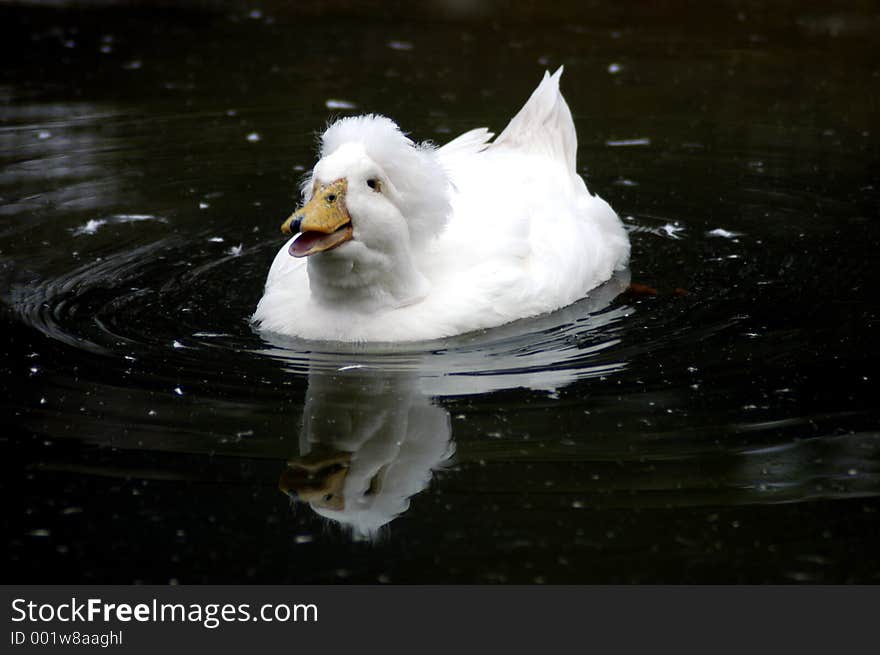 Laughing Duck