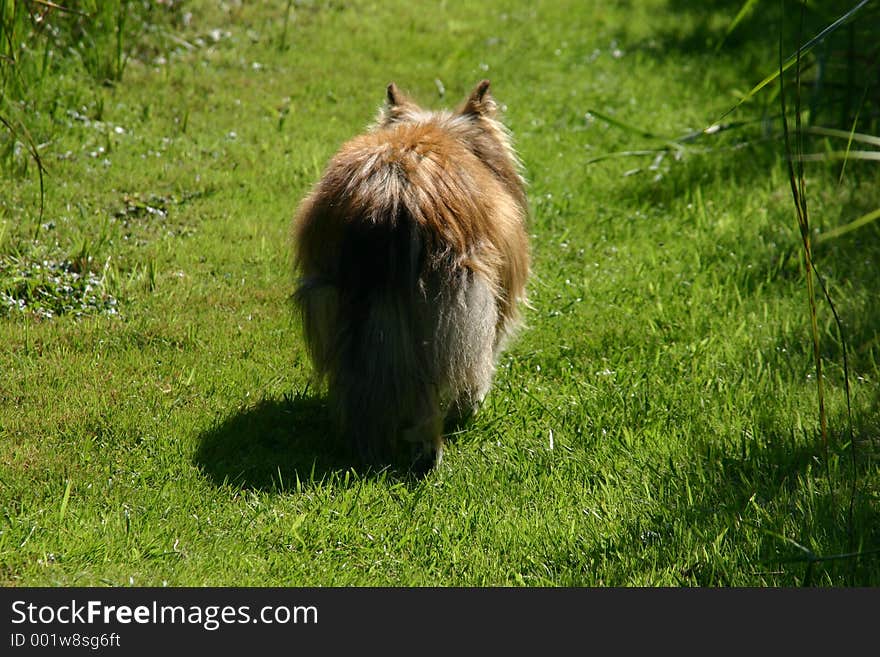 Back shot of a collie dog walking on green grass. Back shot of a collie dog walking on green grass.