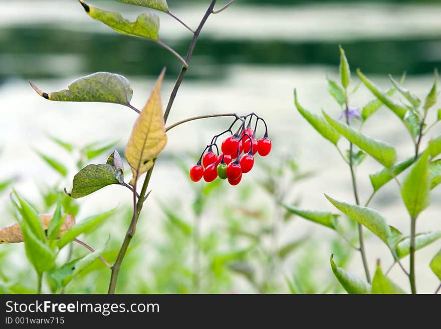 Red berries. Red berries