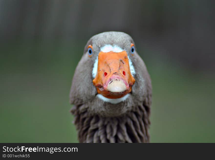 Close goose