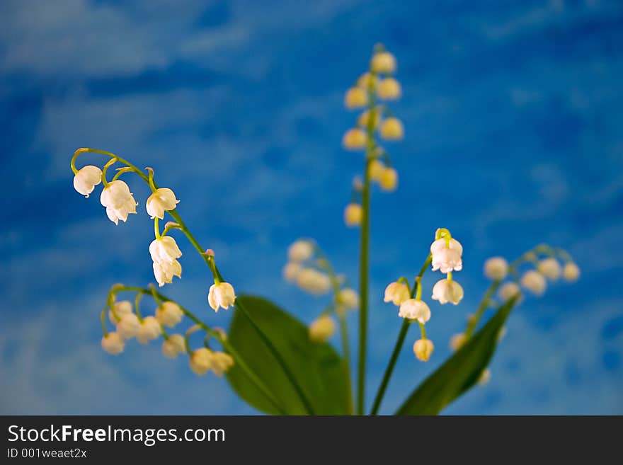 Lily of the valley on blue