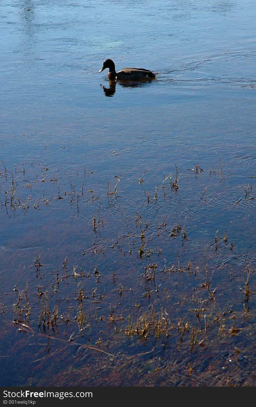 Duck swimming in lake. Duck swimming in lake