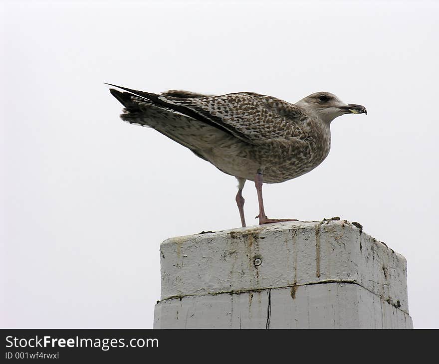 Seagull on Pole