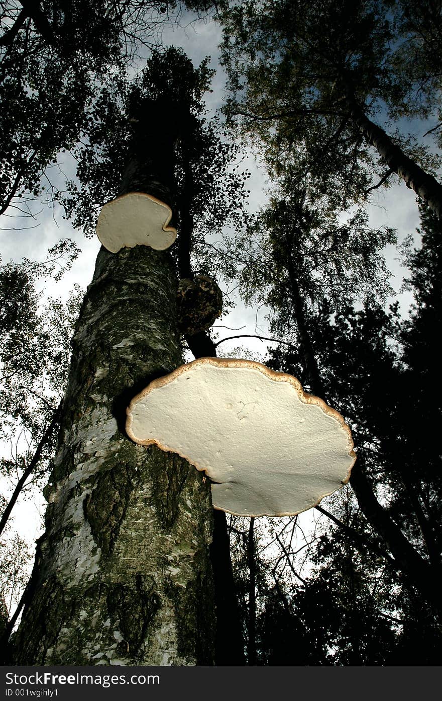 Bracket Fungus