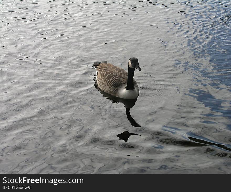 Canada Goose