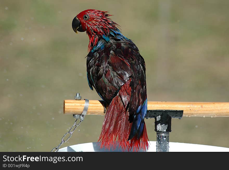 Elmo after her shower. Elmo after her shower.