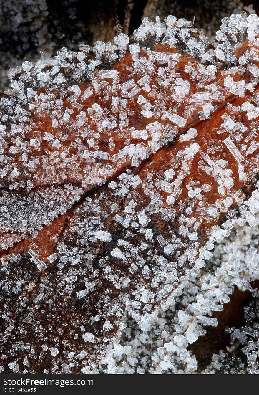 Extreme macro of a frozen leaf covered in ice crystals. Extreme macro of a frozen leaf covered in ice crystals