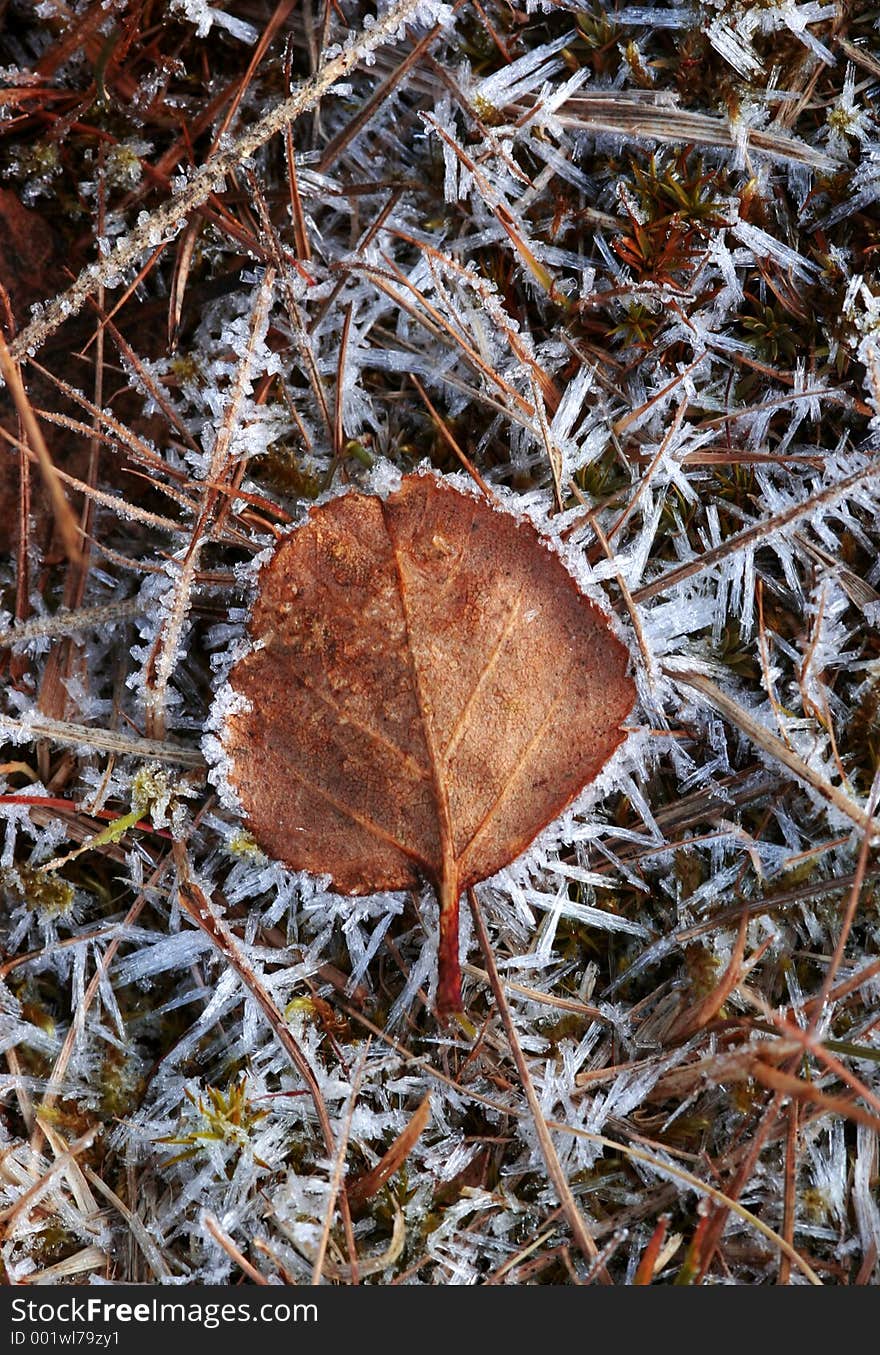 Autumn leaf imprisoned in ice crystals. Autumn leaf imprisoned in ice crystals