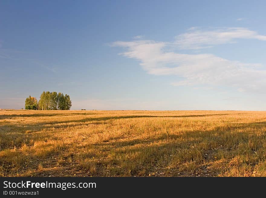 Summer field. Summer field