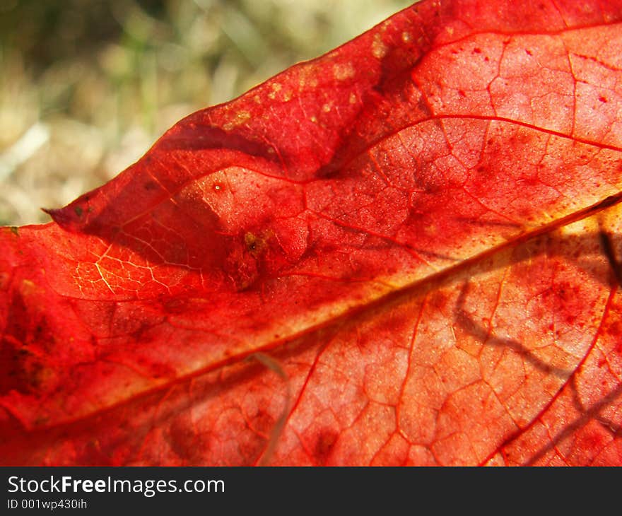 Red leaf in the sun