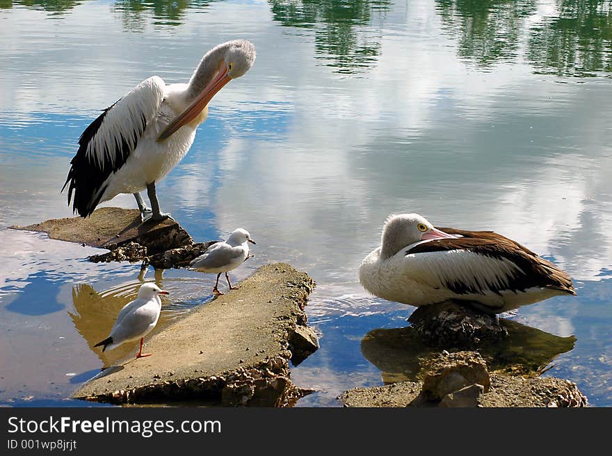 Two pelicans and two seagulls lazing on the rocks. Two pelicans and two seagulls lazing on the rocks.