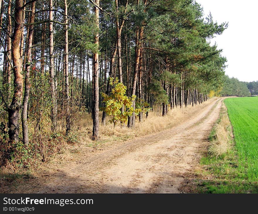 Forest path in spring sunny day