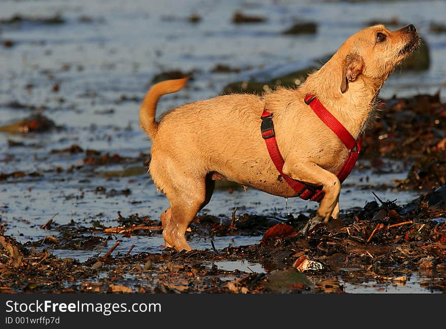 Dripping Wet Dog