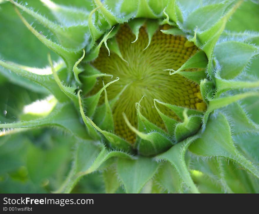 The bud of the sunflower. The bud of the sunflower