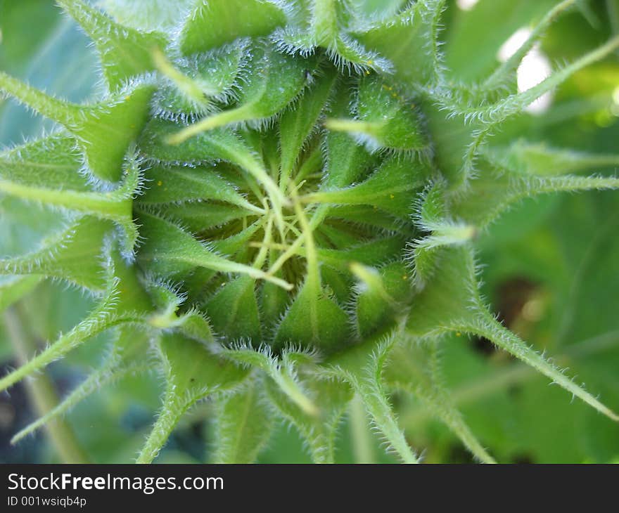 The bud of the sunflower. The bud of the sunflower