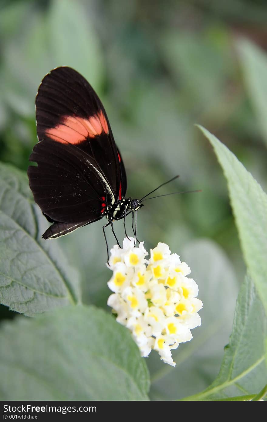 Butterfly taking a drink and a rest. Butterfly taking a drink and a rest.