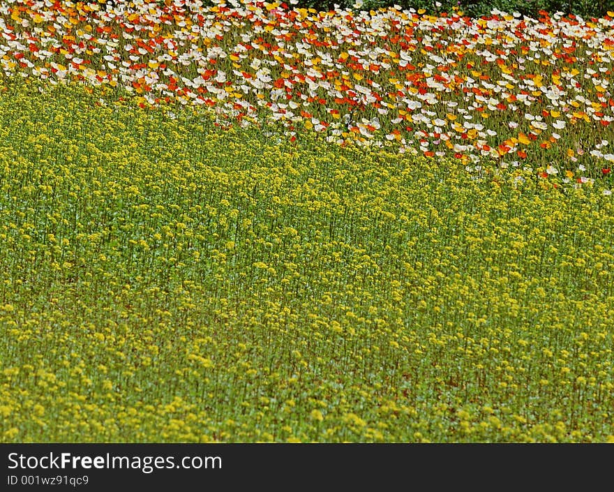 Wild Flowers Image