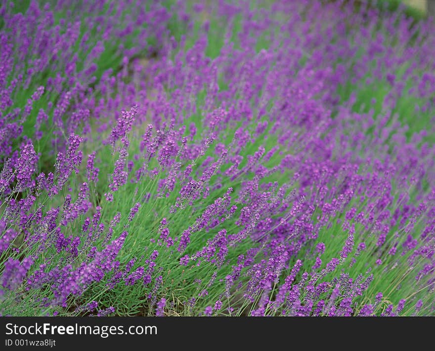 Wild Flowers Image