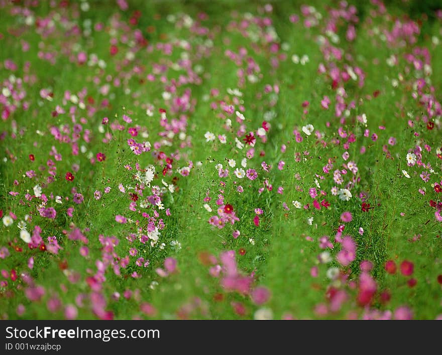 Wild Flowers