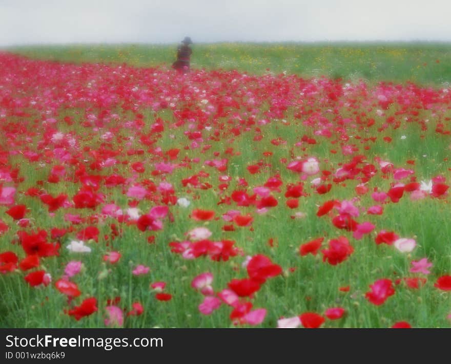 Wild Flowers