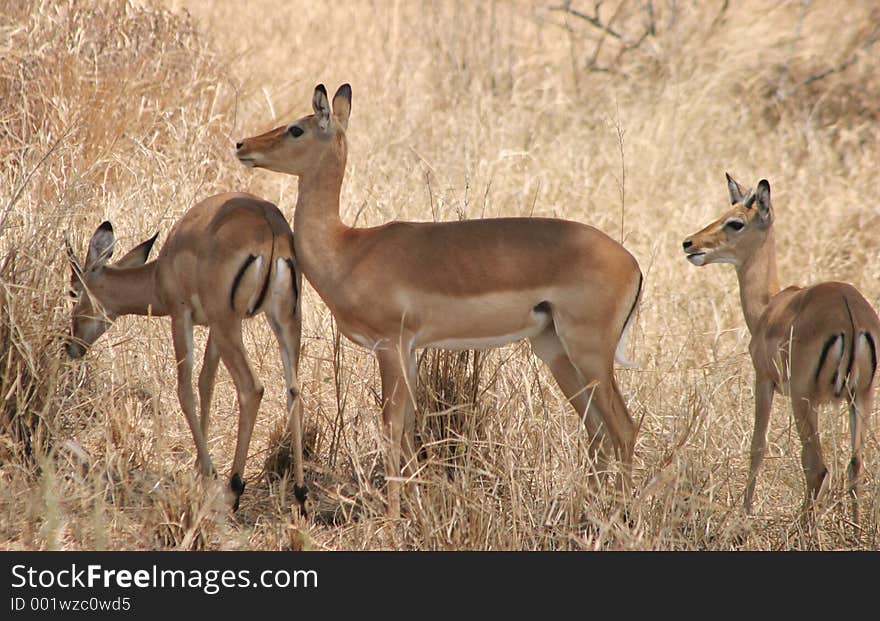 Impala