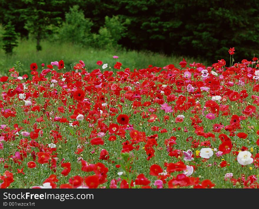 Wild Flowers Image