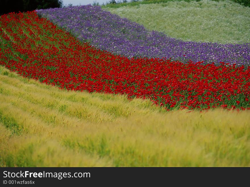 Wild Flowers