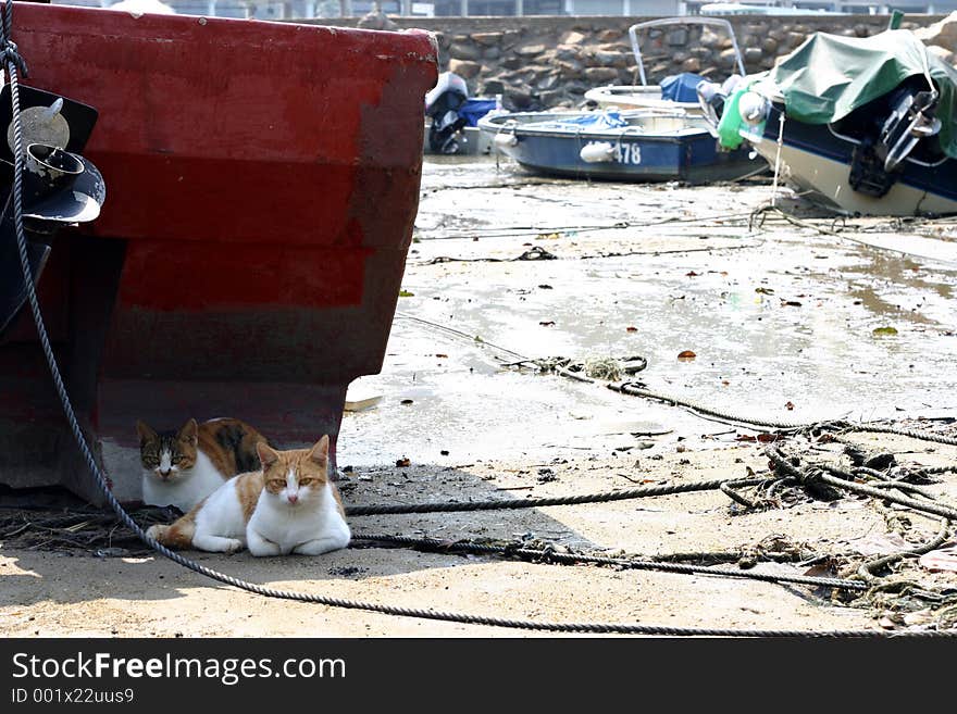 Cats resting under a boat