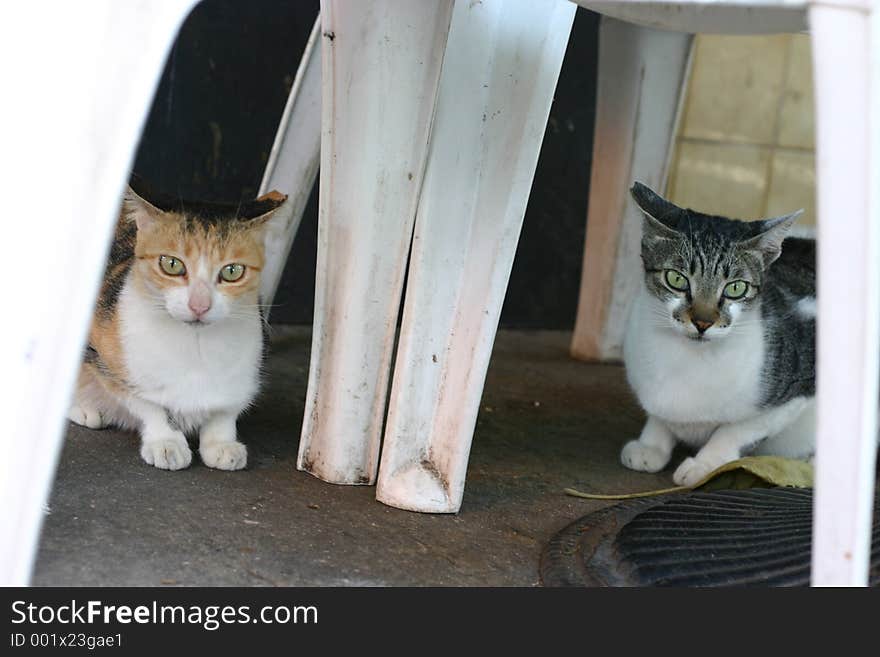 2 cat sitting under a chair. 2 cat sitting under a chair