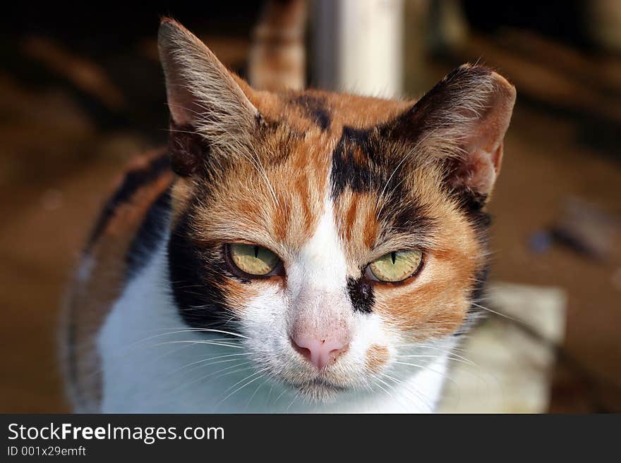 Cat close up with funny face