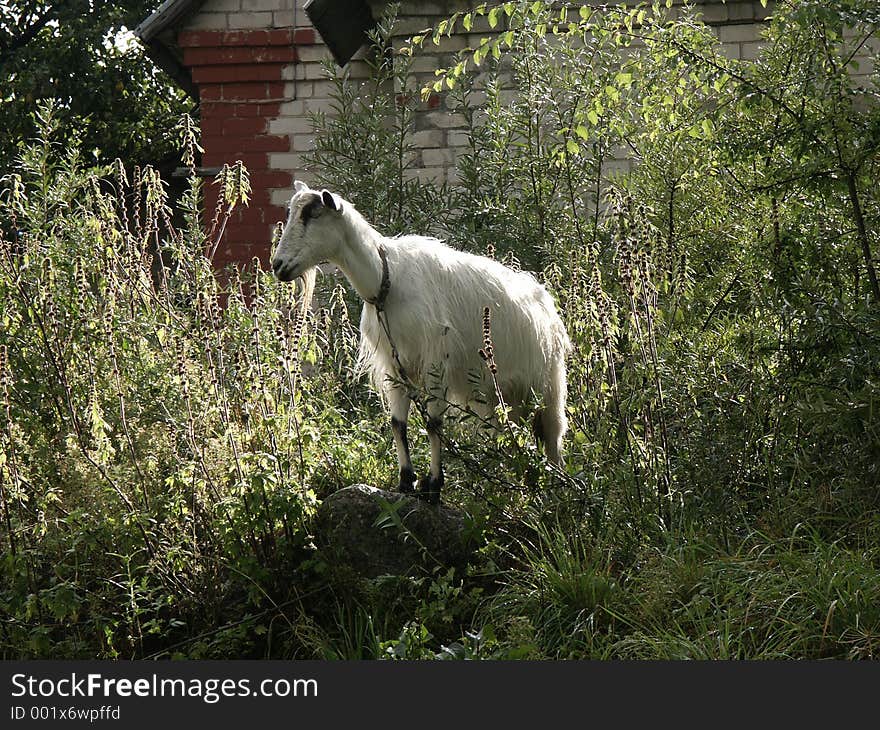 White goat