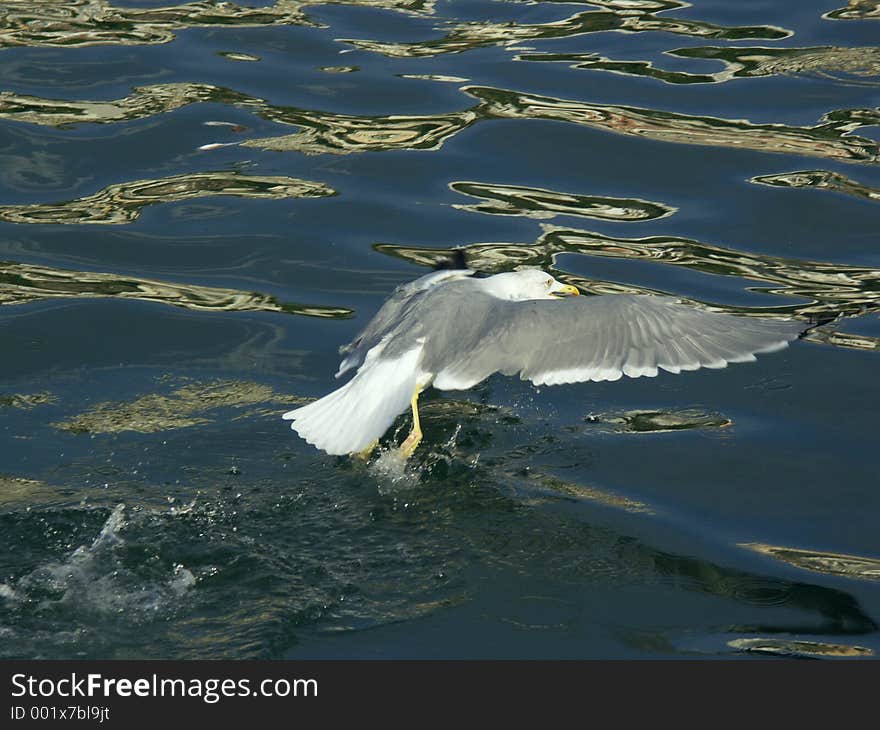 Seabull capture