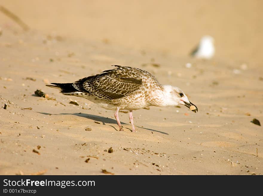 Seagull on the beach