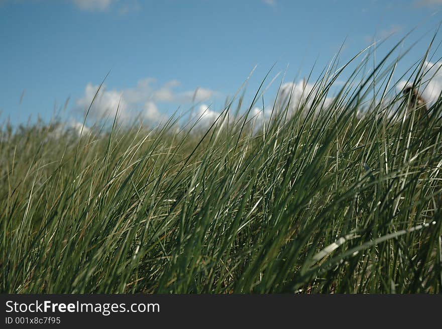 Grass and sky