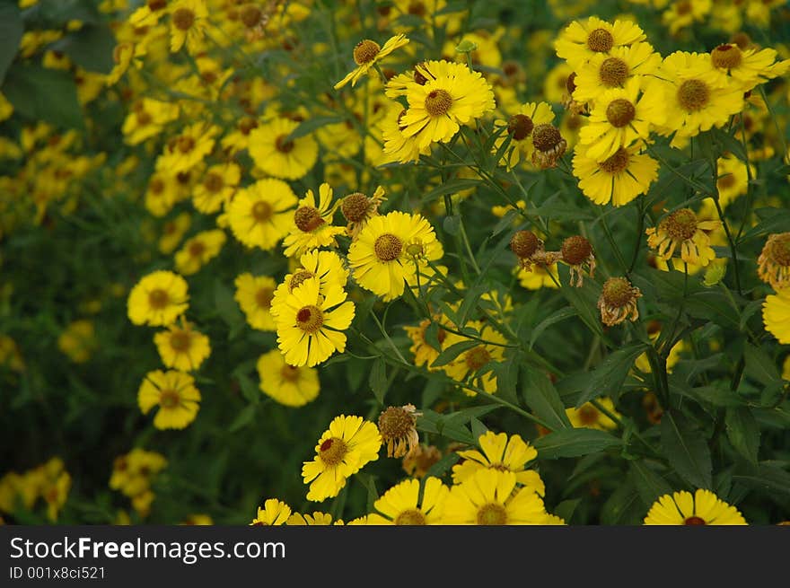 Lot of yellow flowers