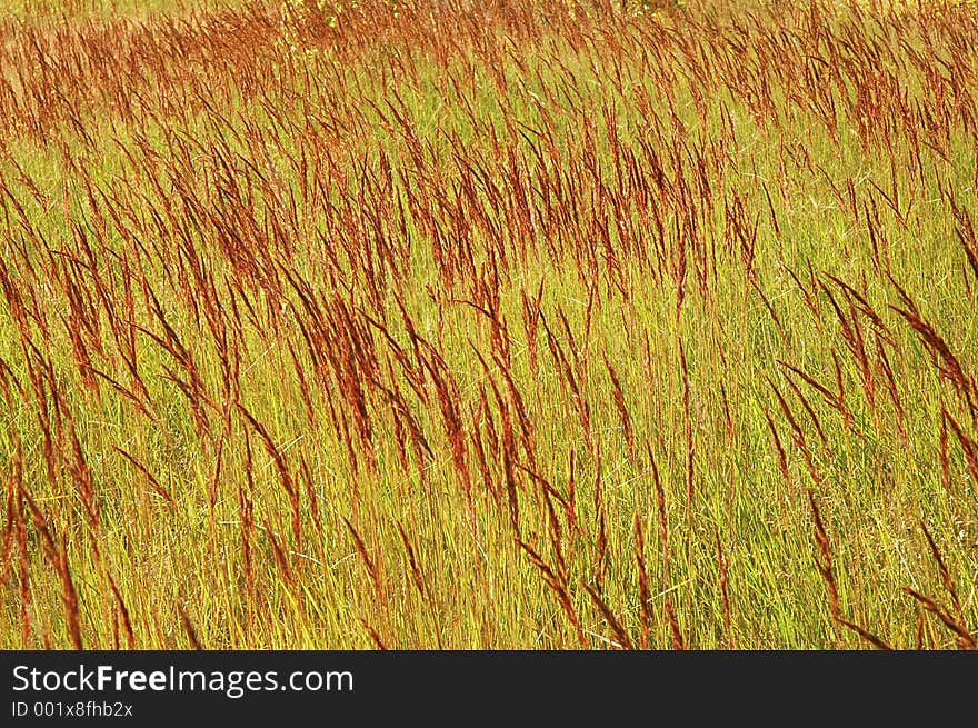 Red grass, windy day