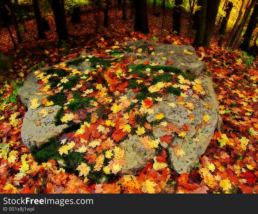 Autumn Leaves on Rock