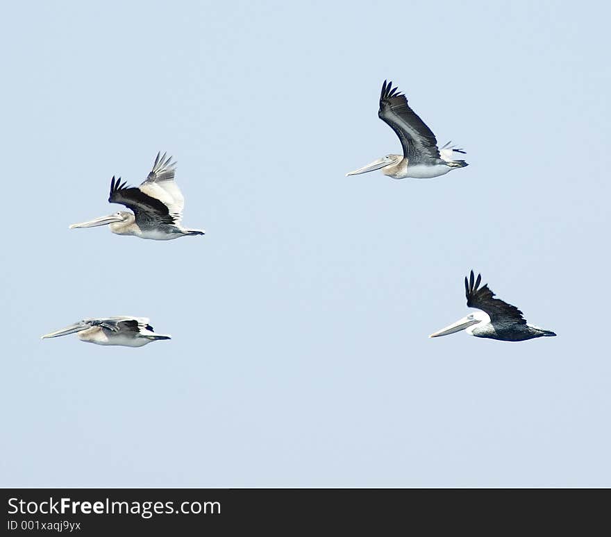 Pelicans Four