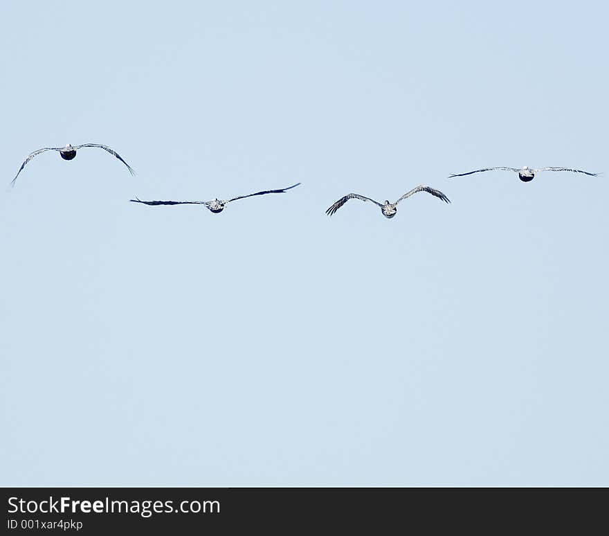 Pelicans Away