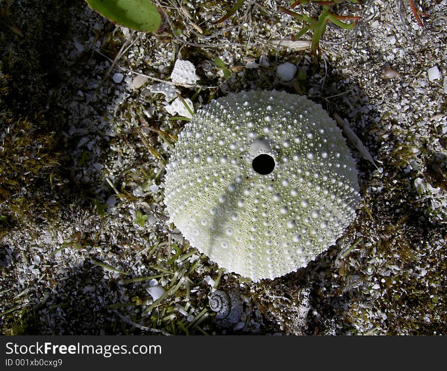 Shell on the beach