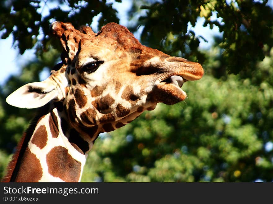 Head of a giraffe