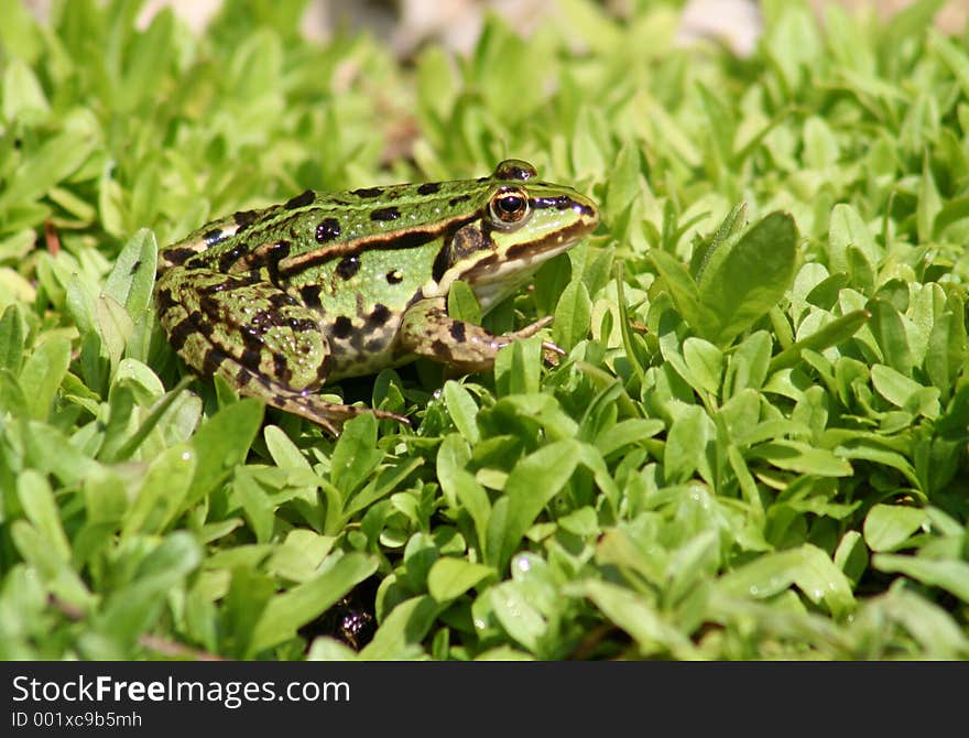 The green Frog. The green Frog